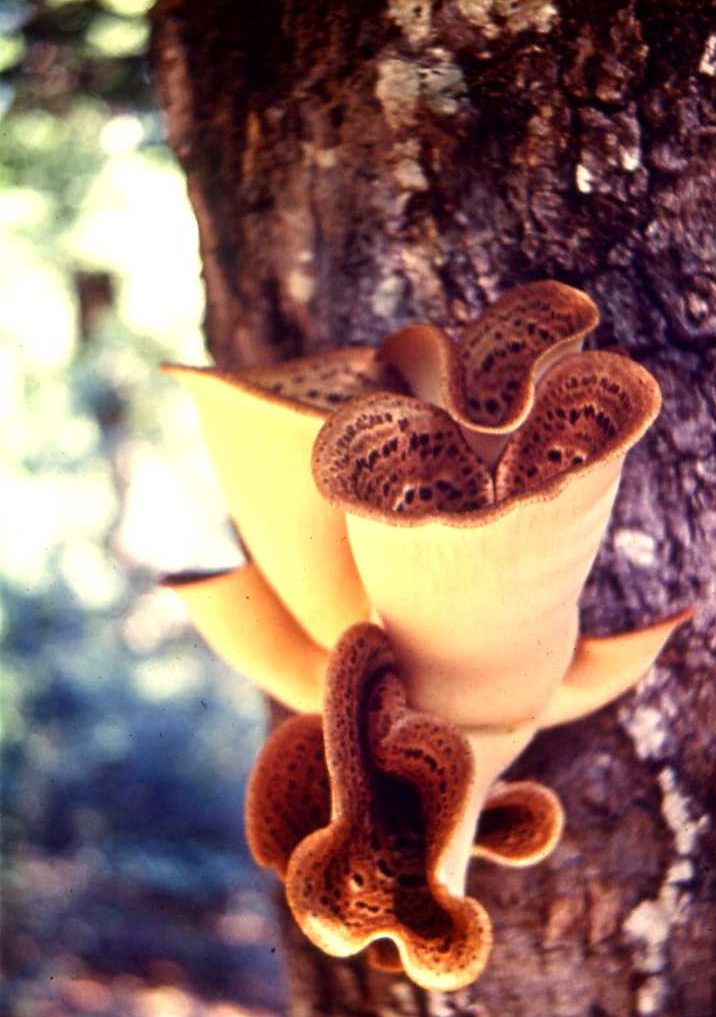 cosa ? (Polyporus squamosus)